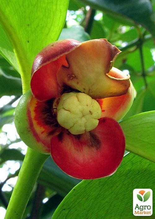 Мангостан "Трійнята" ТМ "Vesna Exclusive" 3шт - фото 6