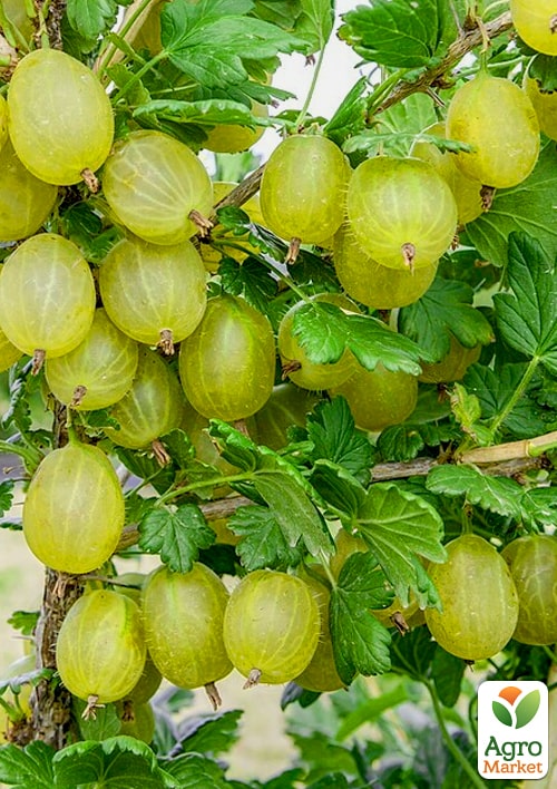 Крыжовник "Хиннонмаки Еллоу" 2х-летний, укорененный в контейнере  - фото 6