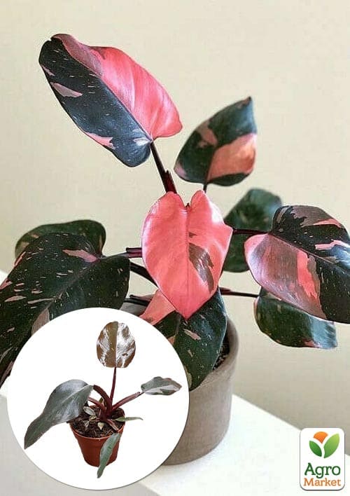 LMTD Филодендрон "Pink Princess" высота 15-30см