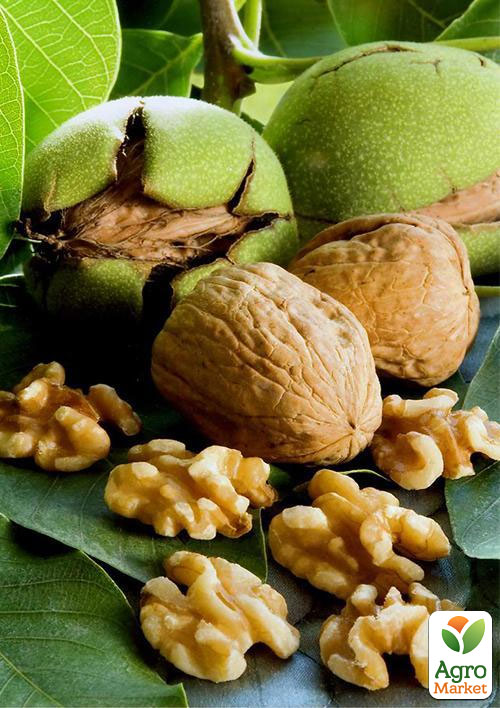 Эксклюзив! Грецкий орех "Джекпот" (Jackpot) (премиальный высокоурожайный сорт)