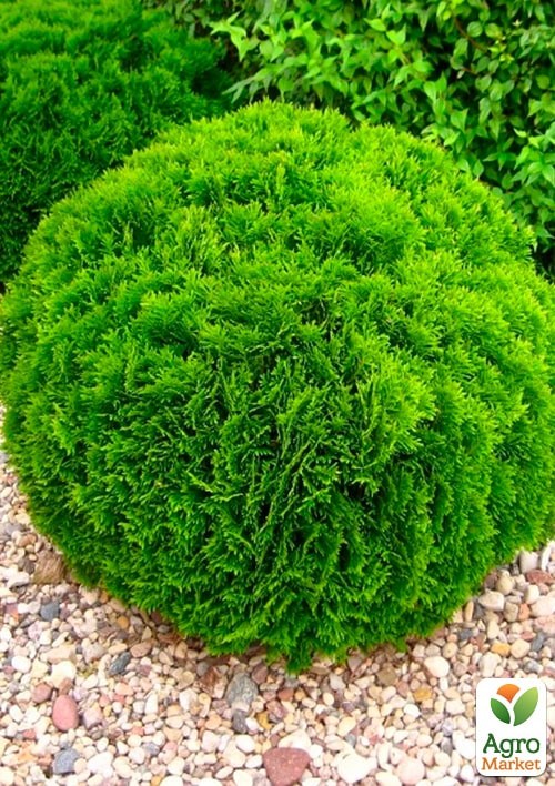 Туя западная "Danica" (ком/сетка) диаметр 45-55 см - фото 4