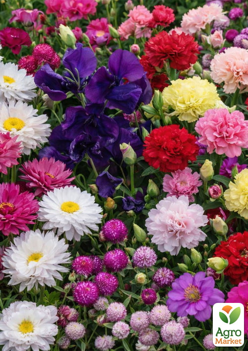 Комплект насіння квітів "Зимова казка" 5уп