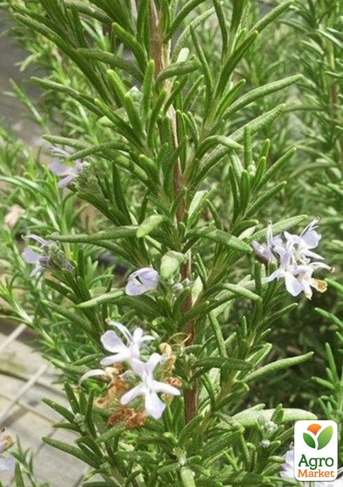 Розмарин лекарственный "Speedy"  - фото 2