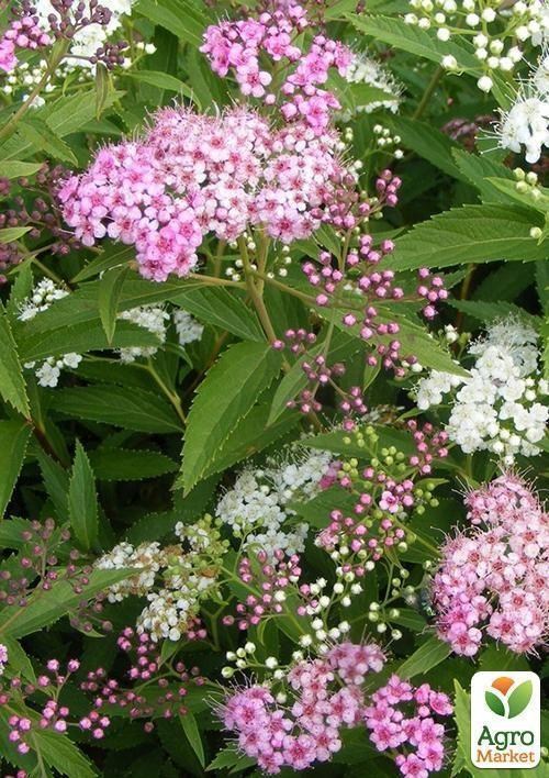 Спирея японская "Дженпей"