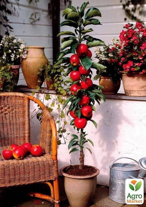 Яблуня колоновидна "Тріумф"