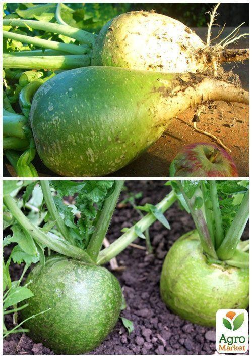 На вагу Редька "Маргеланська" ТМ "Весна" ціна за 5г - фото 4