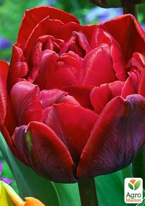 Тюльпан "Electra" 3шт в упаковке