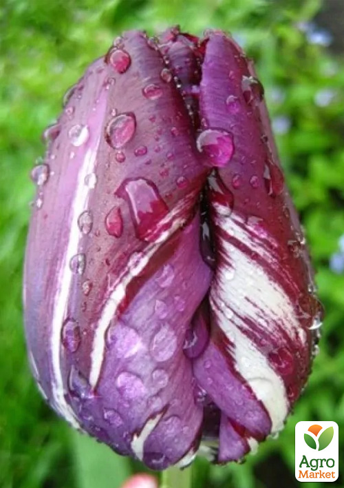 Тюльпан "Hotpants"