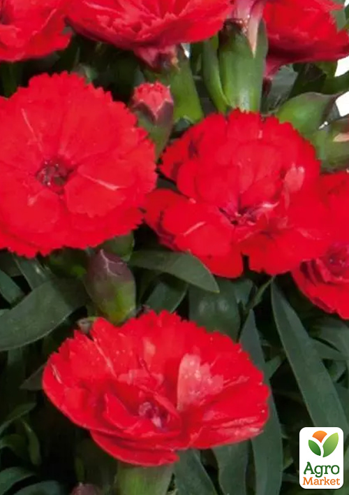 Гвоздика Махрова "Carmen Red"
