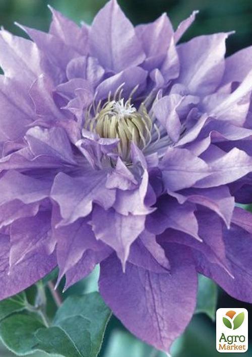 Клематис "Blue Light" - фото 8