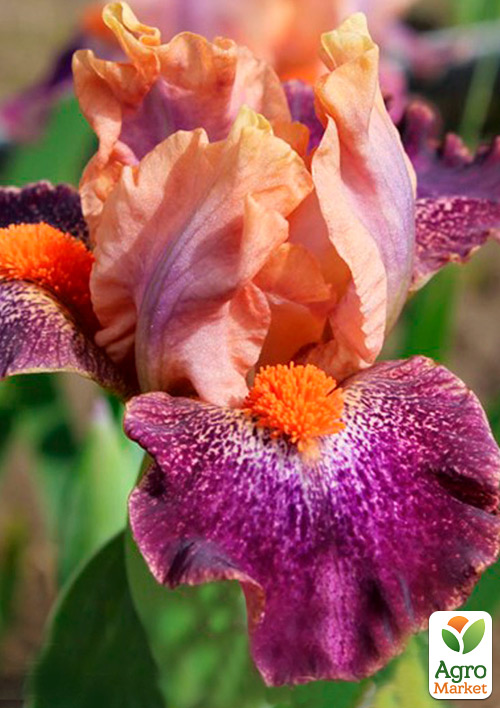 Ирис карликовый "Gotcha Good" 