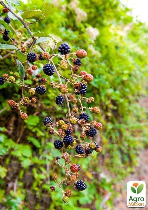 Эксклюзив! Ежевика блестящая насыщенно-черная "Селебрити" (Celebrity) (премиальный крупноплодный сорт) - фото 3