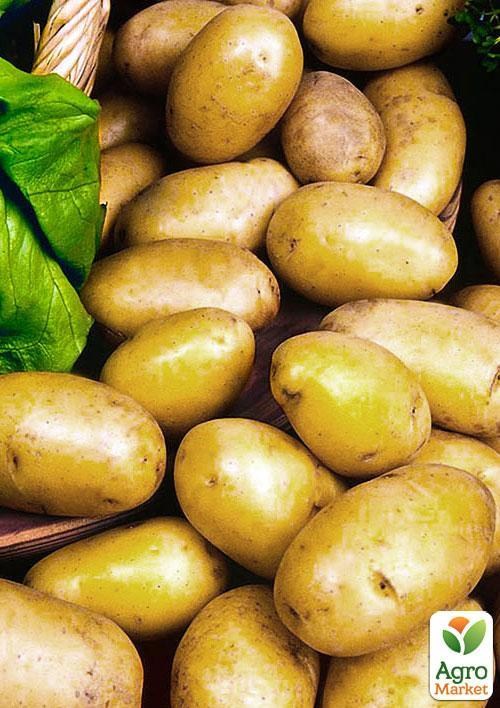 Насіннєва рання картопля "Естрелла" (на смаження, 1 репродукція) 1кг