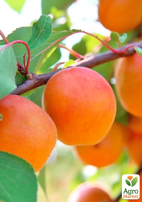 Абрикос "Десертный" (летний сорт, средний срок созревания)