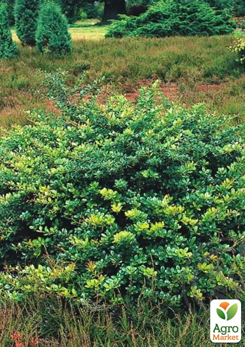Барбарис средний 2-х летний "Park Jewel" С3, высота саженца 30-60см