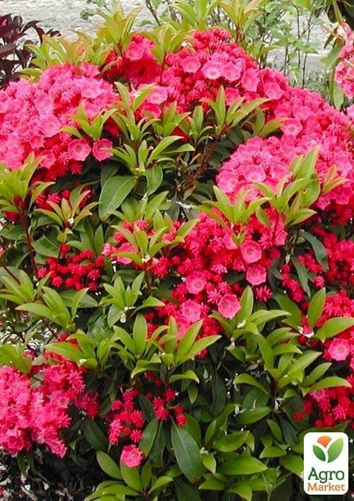 Кальмія latifolia "Beacon" (Leuchtfeuer) - фото 3