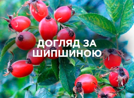 Как правильно ухаживать за шиповником?