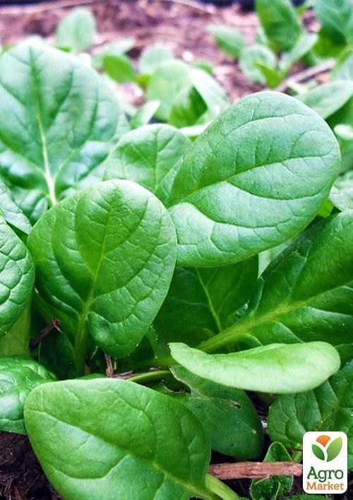 Шпинат "Гігантський" (у банці) ТМ "Весна Органік" 20г
