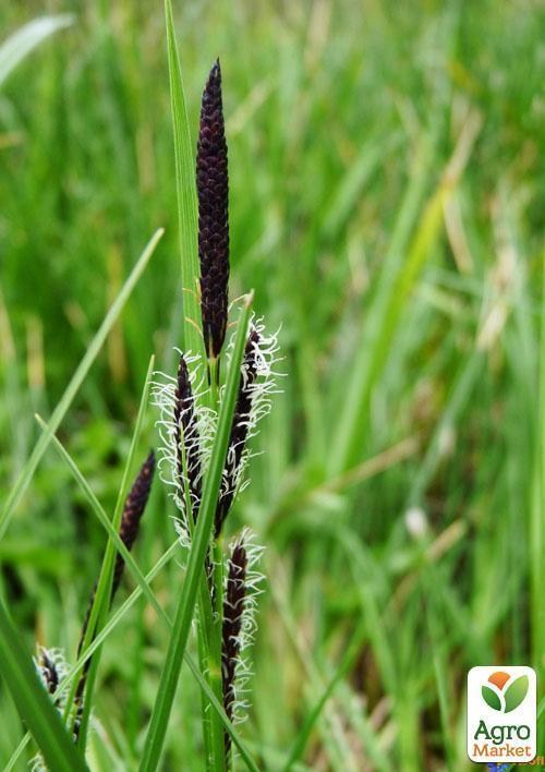 Осока темная - фото 2