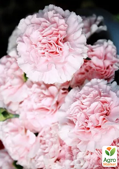 Гвоздика Махровая "Pink Ruffles" 