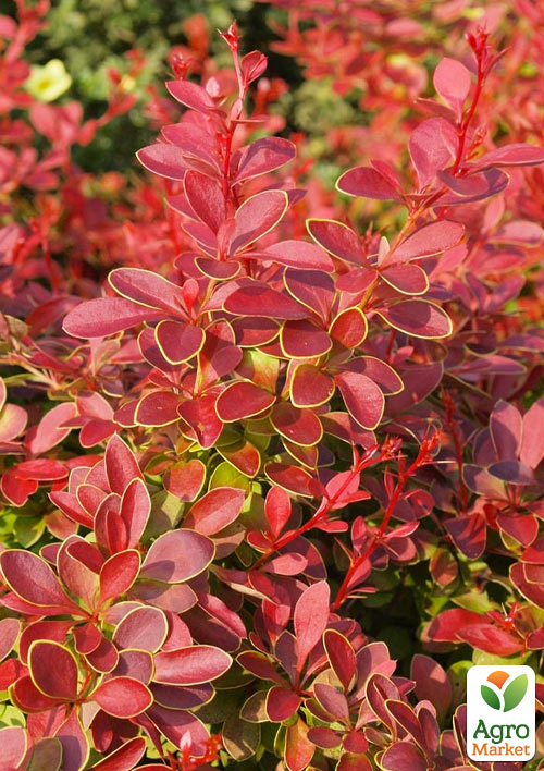 Барбарис Тунберга "Coral"  (контейнер P9)