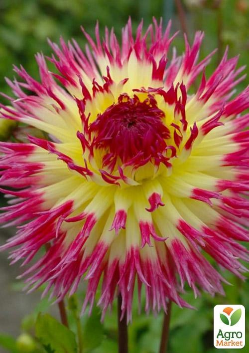 Георгина "Lindsay Michelle"