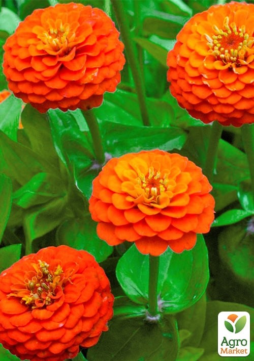 На развес Цинния "Сахара" ТМ "Весна" цена за 4г - фото 2