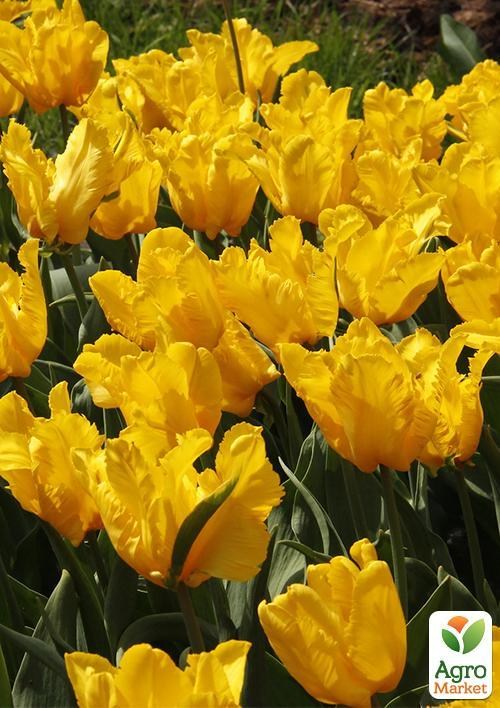Тюльпан "Yoko Parrot" (розмір 11/12, великий) 3шт в упаковці