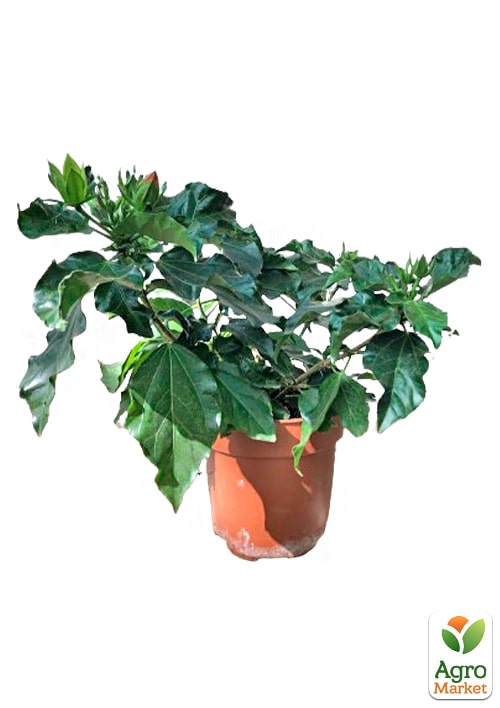 Гибискус комнатный "Adonicus Orange"  - фото 5