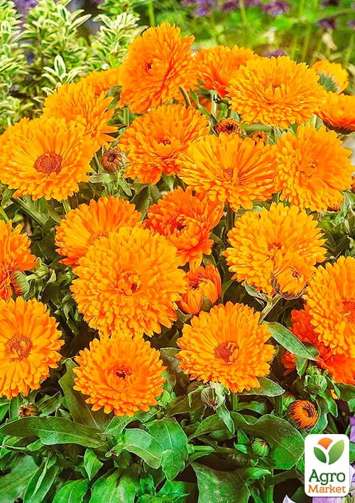 Календула махровая (Зипер) ТМ "Весна" 2г - фото 2