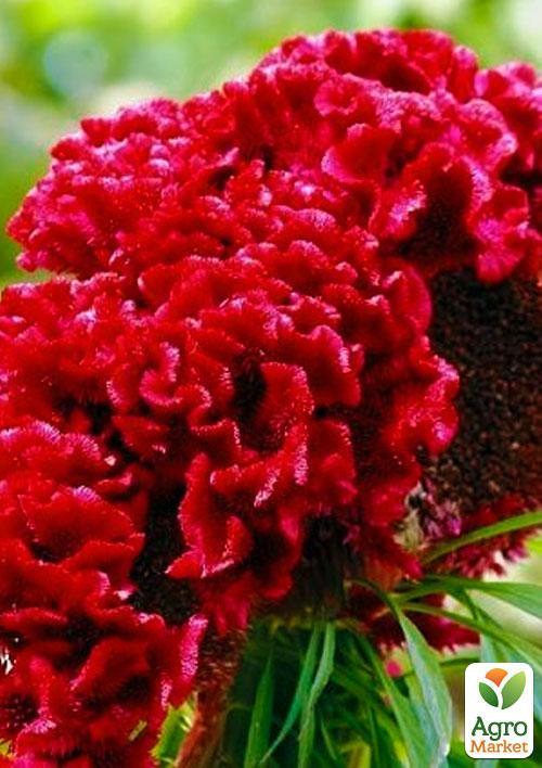 Целозія "Гребешкова" (Зипер) ТМ "Весна" 1г - фото 3