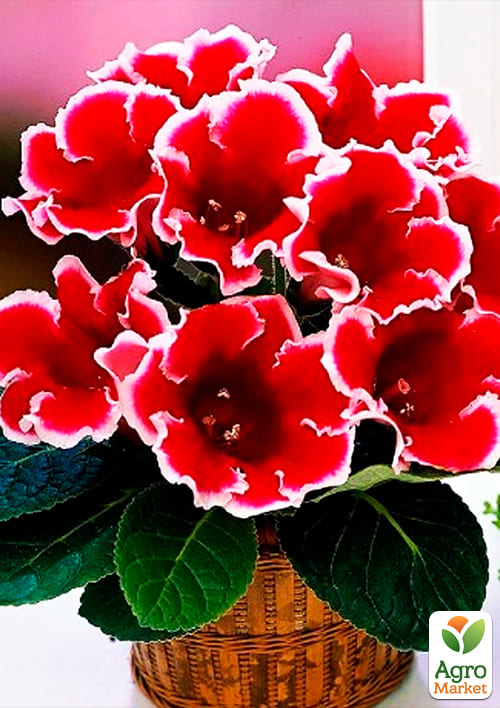 Глоксиния "Kaiser Friedrich" 1шт в упаковке - фото 4