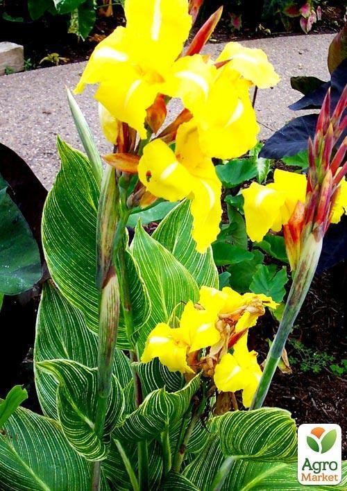 Канна Пестролистная "Striped Beauty"  - фото 2