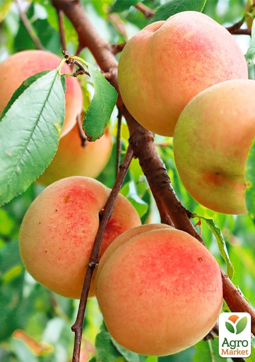 Персик "Фреш Вайт" (белая мякоть, средний срок созревания)