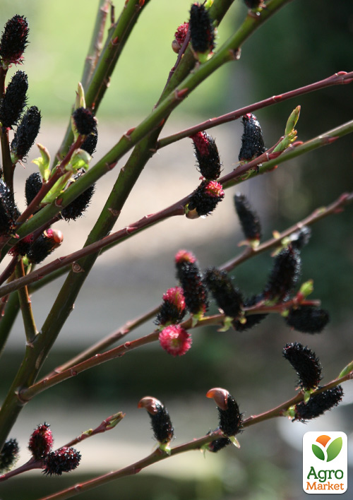 Ива тонкостолбиковая черная "Меланостахис" (Salix gracilistyla "Melanostachys") высота 25-40см - фото 6