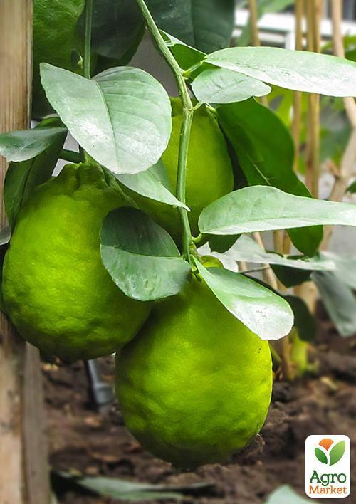 Лимон "Киевский Крупноплодный" плоды до 1кг! - фото 5