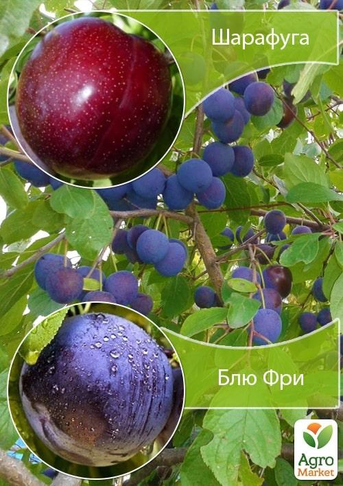 Дерево-сад Слива "Шарафуга+Блю Фри" 