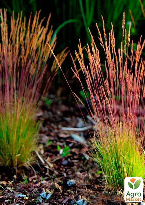 Овсяница Готье краснолистная "Sunrise" (Festuca Sunrise)