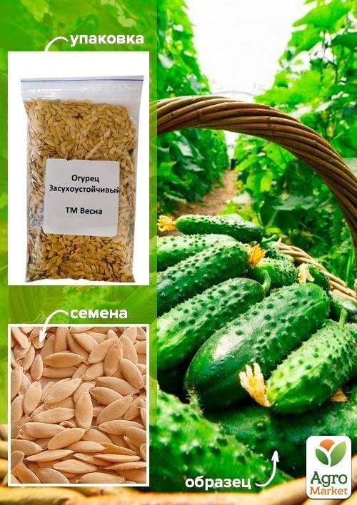 Огурец "Засухоустойчивый" ТМ "Весна" 100г