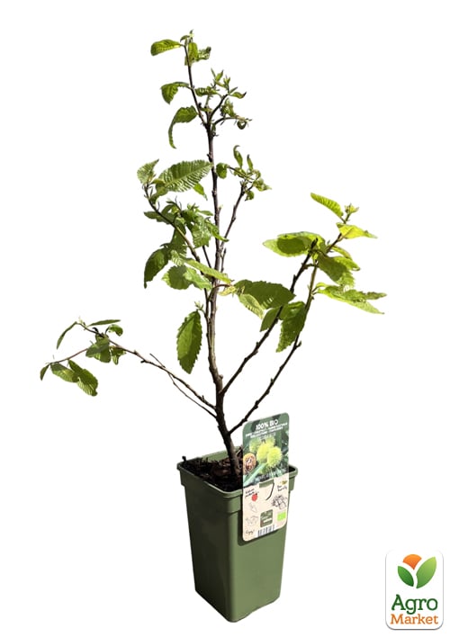 LMTD Каштан съедобный 3-х летний "Sativa" (40-60см) - фото 4