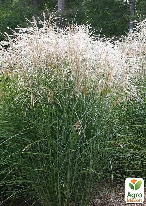 Міскантус китайський "Graziella" вазон С2 - фото 2