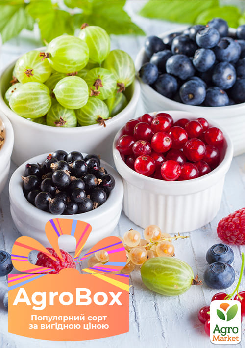 Ексклюзив! AGROBOX з саджанцем найсмачніше ягоди на планеті