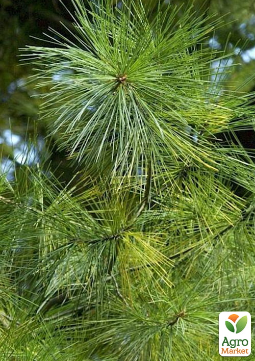 LMTD Сосна Веймутова "Strobus" (висота 30-50см) - фото 8