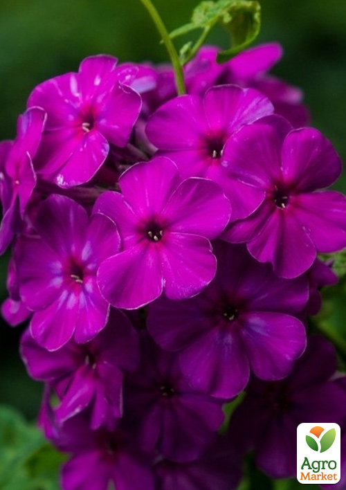 Флокс багаторічний "Dusterlohe"