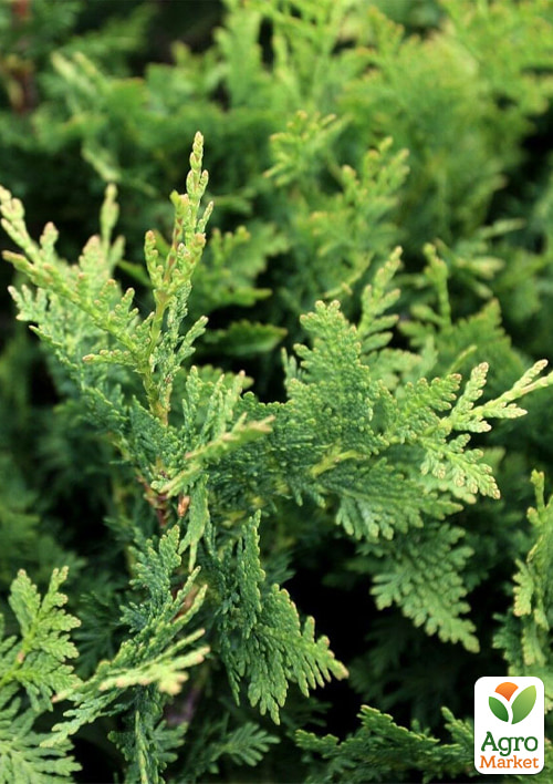 Туя западная "Huebner " (контейнер Р9, высота 10-15 см)