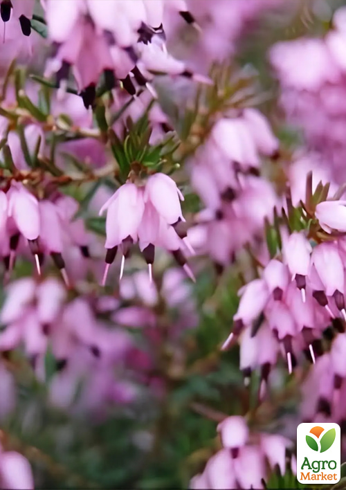 Эрика цветущая 2х-летняя "Ewa" вазон С1.5