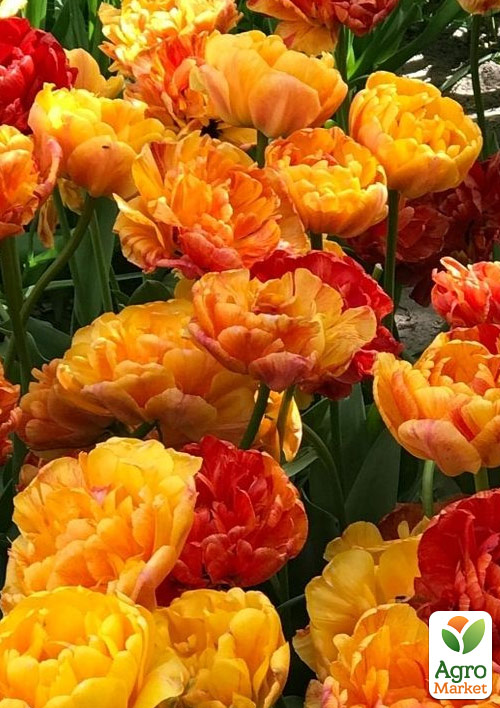 Тюльпан "Sunlover"  - фото 4