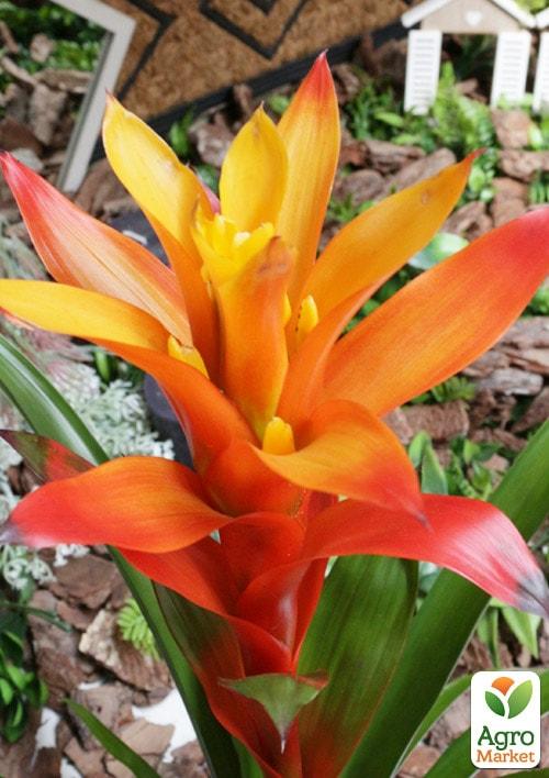 Гузманія помаранчева (Guzmania sanguinea) "Аmaretto"