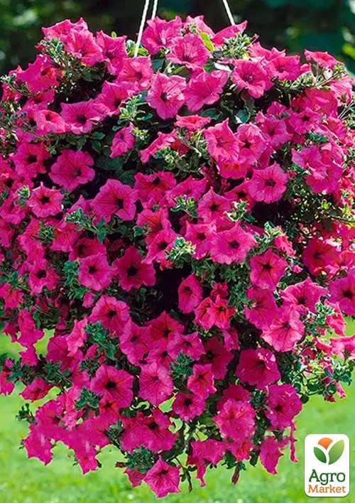 Сурфиния "Giant Hot Pink" (контейнер № 10, высота 10-15 см) - фото 2