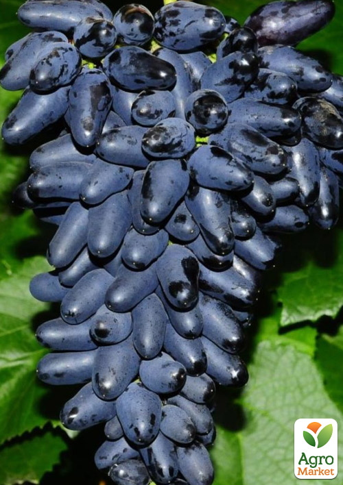 Виноград десертный "Черная Игла" (сладкий гармоничный)